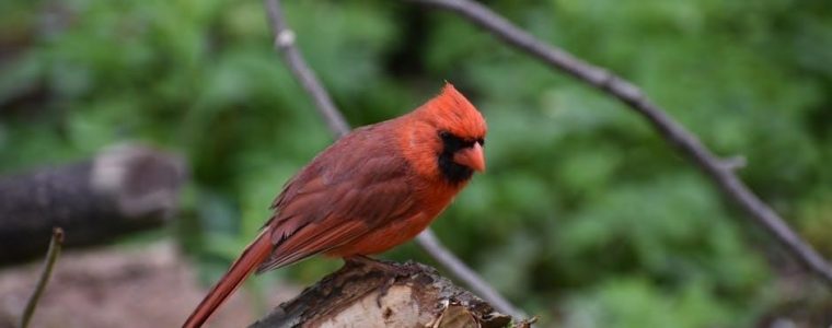 sibley guide to birds app